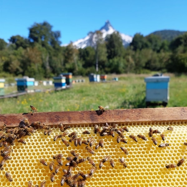 Ulmo Honey Health Benefits