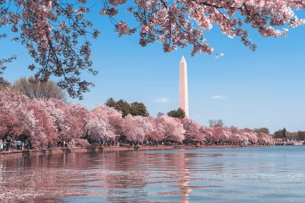 USA Guided Tours Cherry Blossoms Tour Review