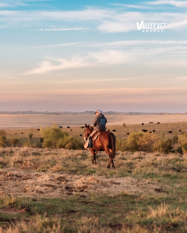 Valley Vet Review
