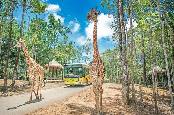 VinWonders Safari Parks Review