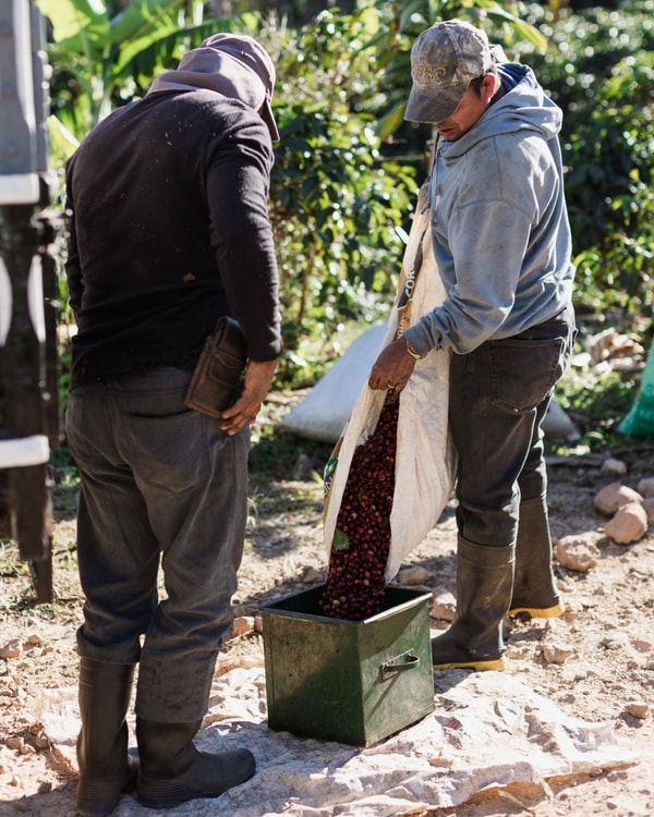 About Volcanica Coffee 