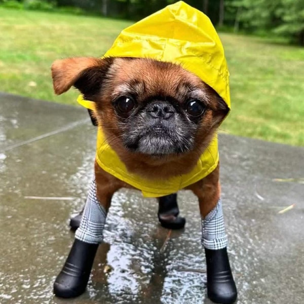 Walkee Paws Summer Raincoat Review