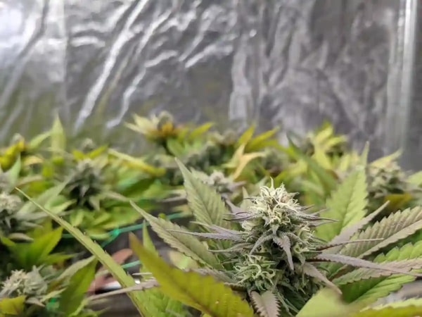 Informazioni su WeWeed