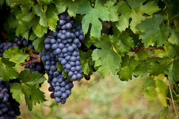 About Wine of the Month Club