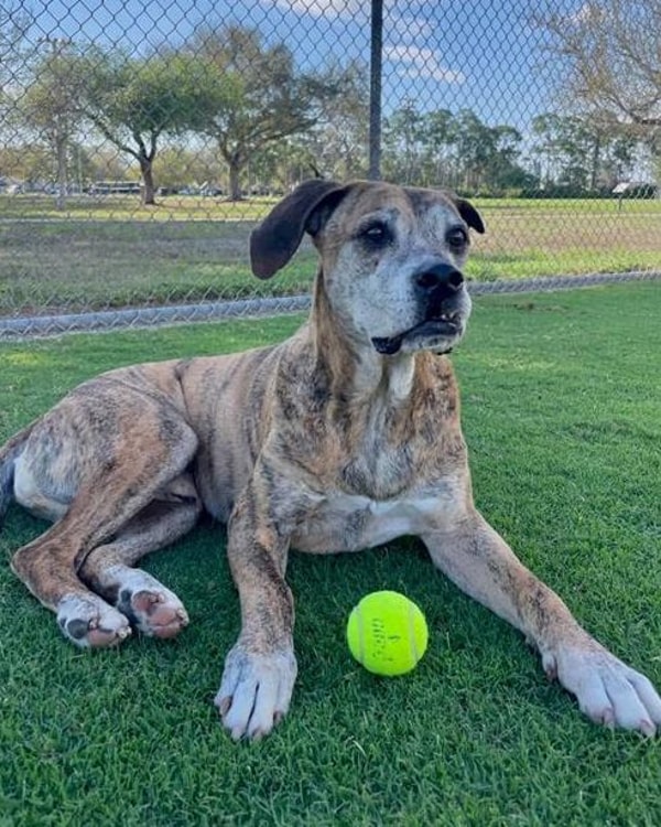 About Wisdom Panel