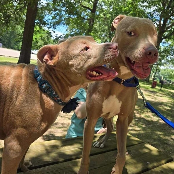 Overview of Wisdom Panel