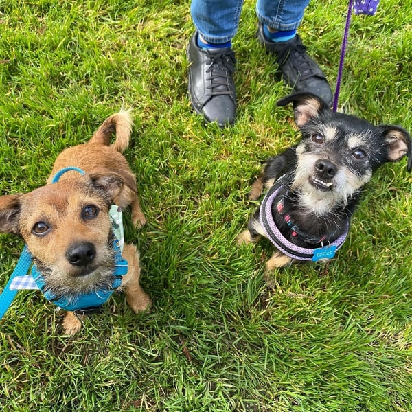 Wisdom Panel Review