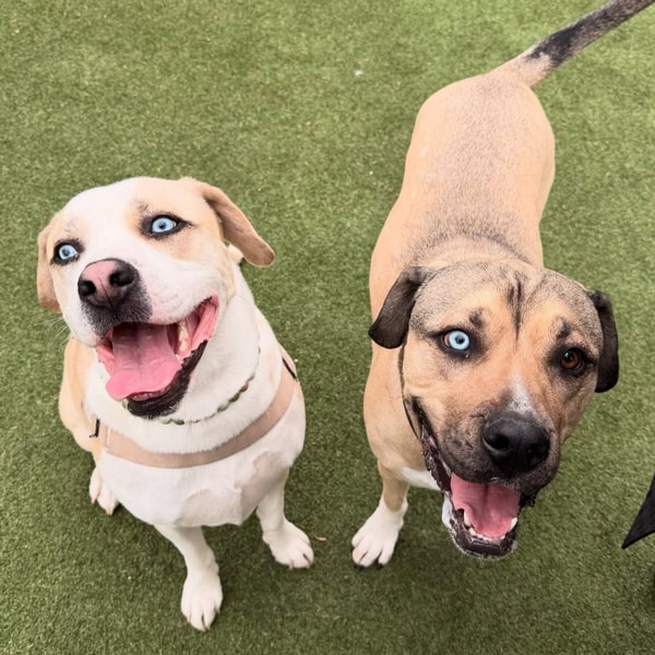 Wisdom Panel Premium Review