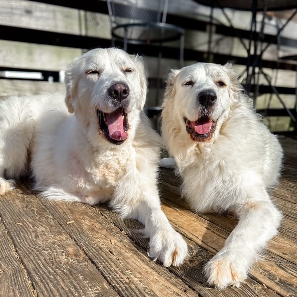 Wisdom Panel Essential Review
