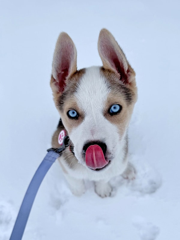 Wisdom Panel Breed Discovery Review