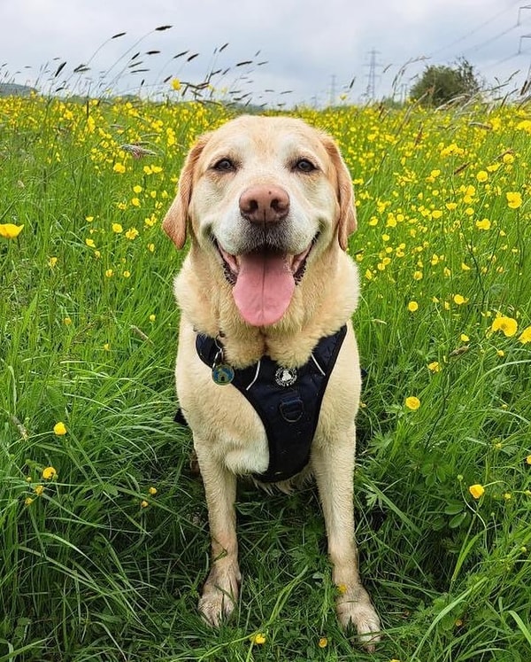 Overview of Wisdom Panel