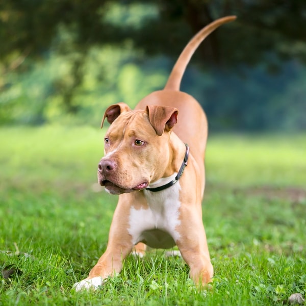 Wisdom Panel Review