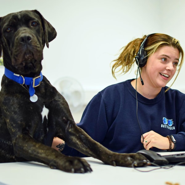 Wisdom Panel Premium Review