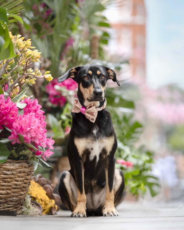 Wisdom Panel Essential Review