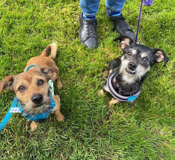 Wisdom Panel Breed Discovery Review