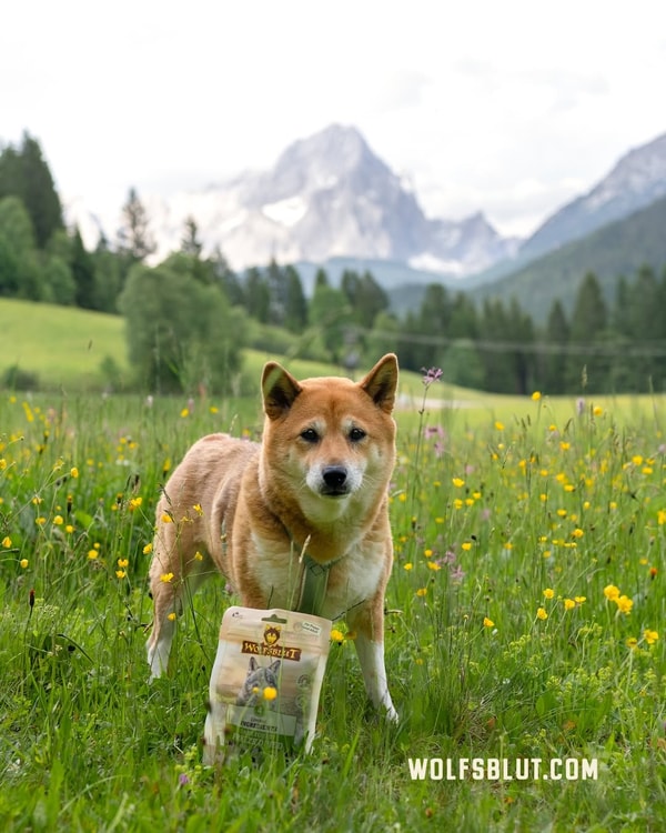Wolfsblut Bewertung