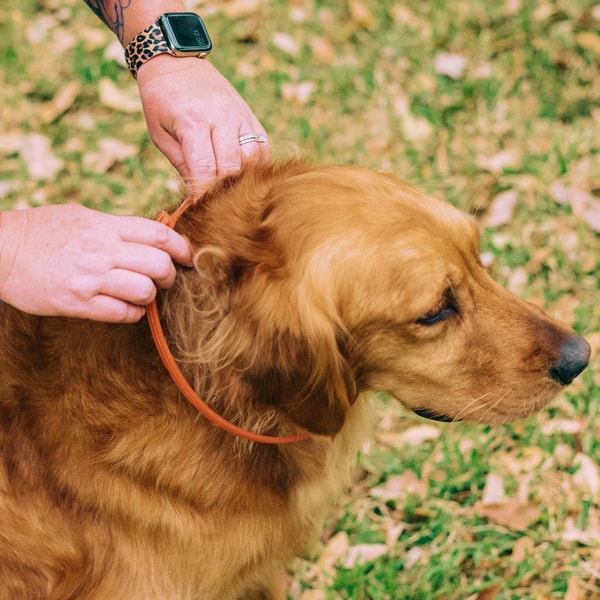 Wondercide Flea & Tick Collar Reviews