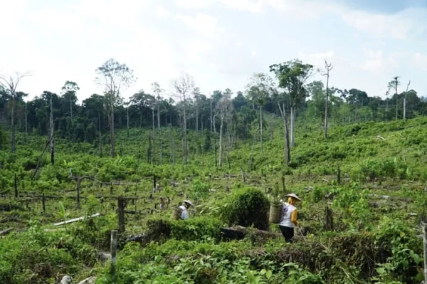 WoodYouCare Houtboom Araguaia Corridor Beoordeling