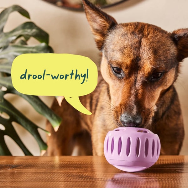 Woof The Pupsicle Review