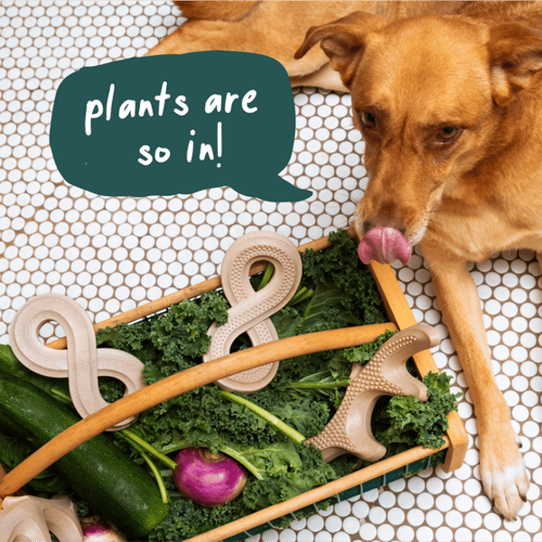Woof HonestChew Duo Review