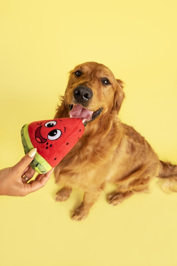 Woof Pack Review