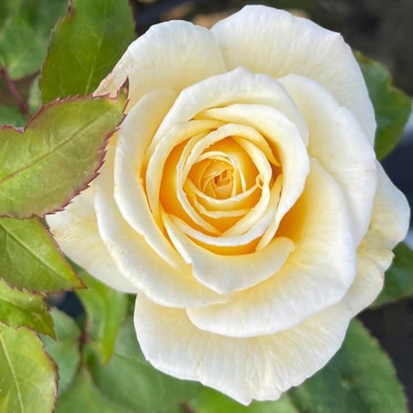 World of Roses Rose Cream 4L Pot Review
