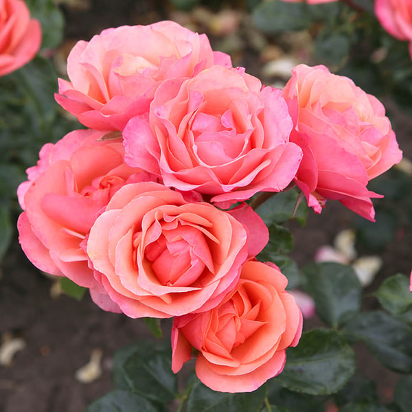 World of Roses Rose Coral Gardens 4L Pot (ROTY 2026) NGW Review