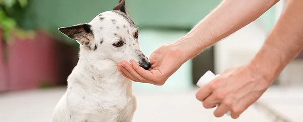 About World Pet Express