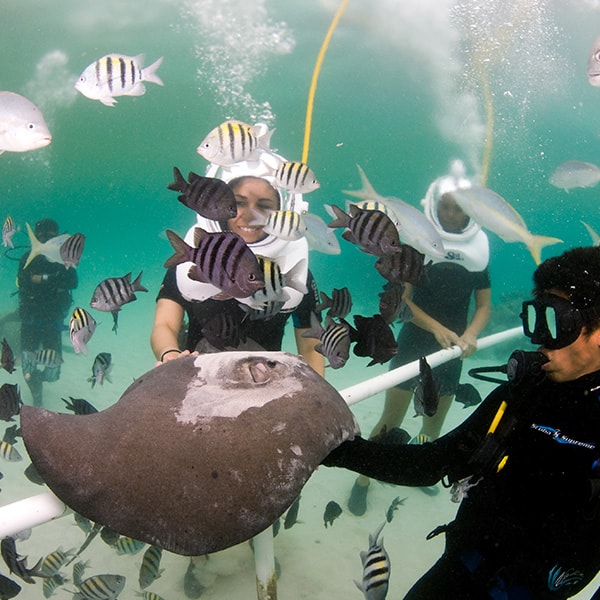 Xel-H&aacute; Manatee Encounter Rese&ntilde;a