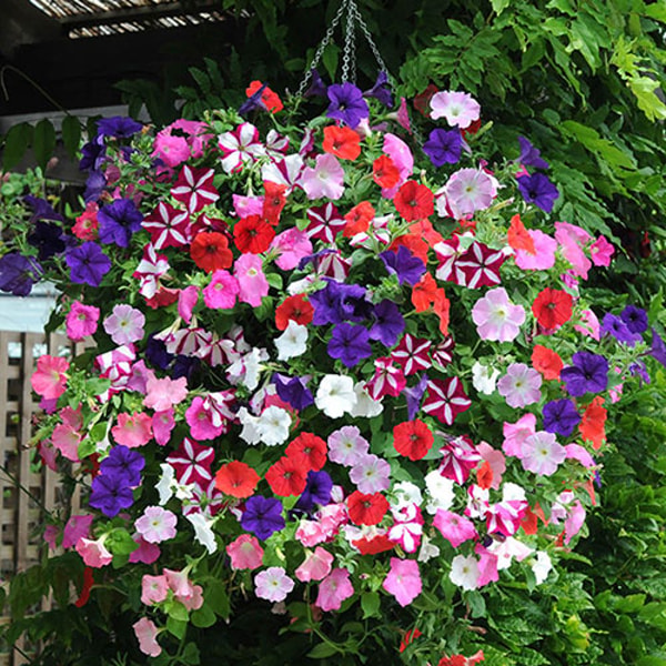 YouGarden Petunia Easy Wave Ultimate Mix Review