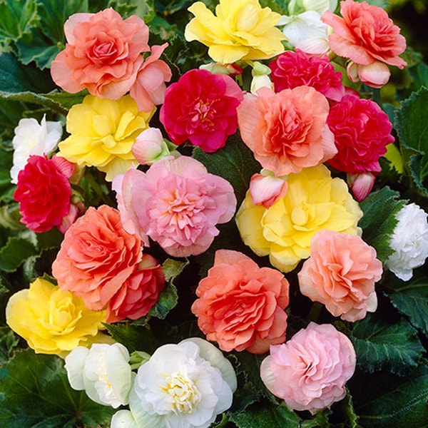 YouGarden Upright Begonia 'Non-Stop' Mix Review
