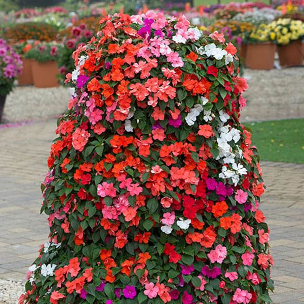 YouGarden Busy Lizzie Beacon Review