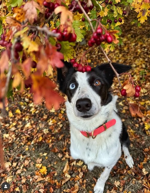 About Your Pet Nutrition