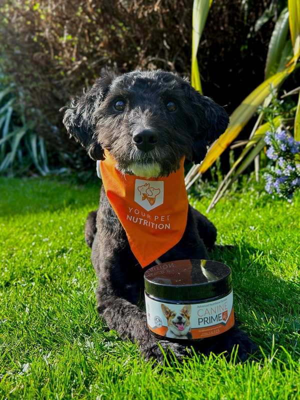 Overview of Your Pet Nutrition