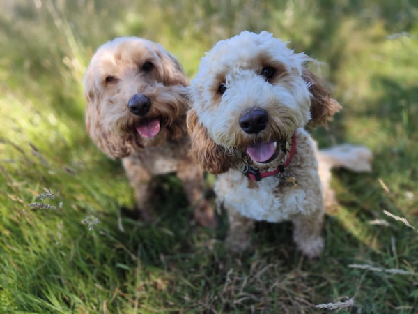 Your Pet Nutrition Review