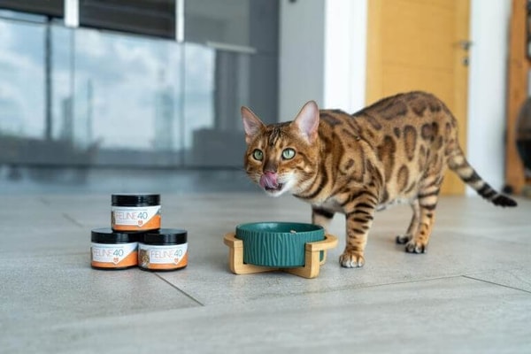 Your Pet Nutrition Feline 40 Review