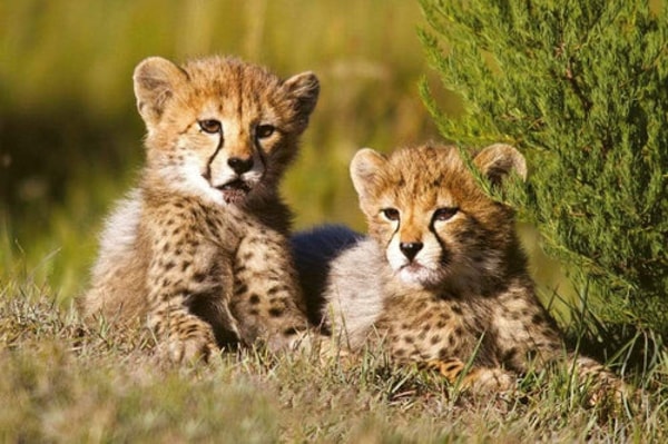 Yourdecoration Dimex Cheetah Fotobehang Beoordeling