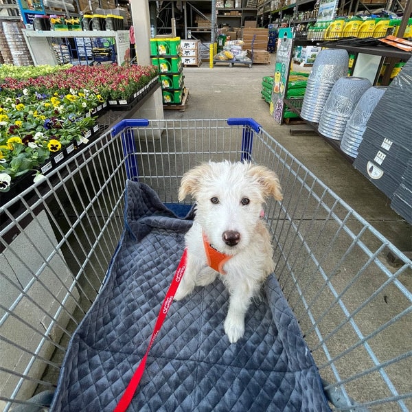 Yucky Puppy Folding Travel Dog Mat Review