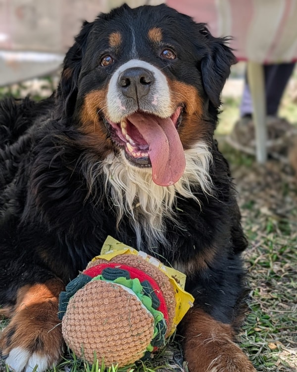 Tienda Online Integral Para Mascotas