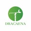 Dracaena