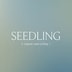 Seedling