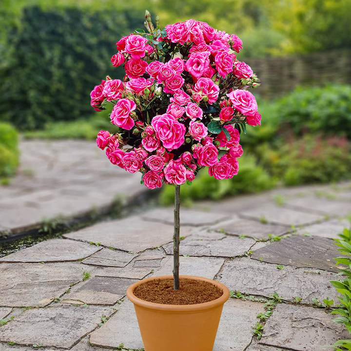 Seasonal Discounts and Sales at World of Roses in July