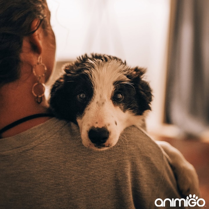Best Savings Tip for Animigo in July