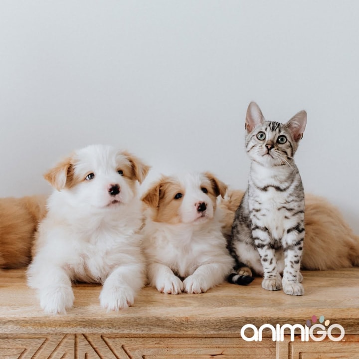 Customer Feedback for Animigo