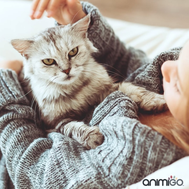 Is Animigo Worth It?