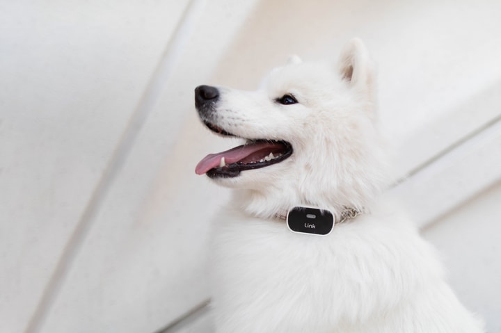 Why Your Link My Pet Promo Code May Not Work