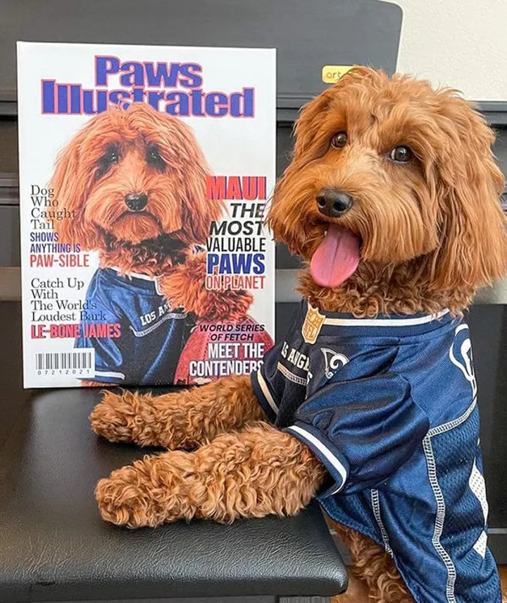 Seasonal Offerings and Discounts at Guilty Paws in July