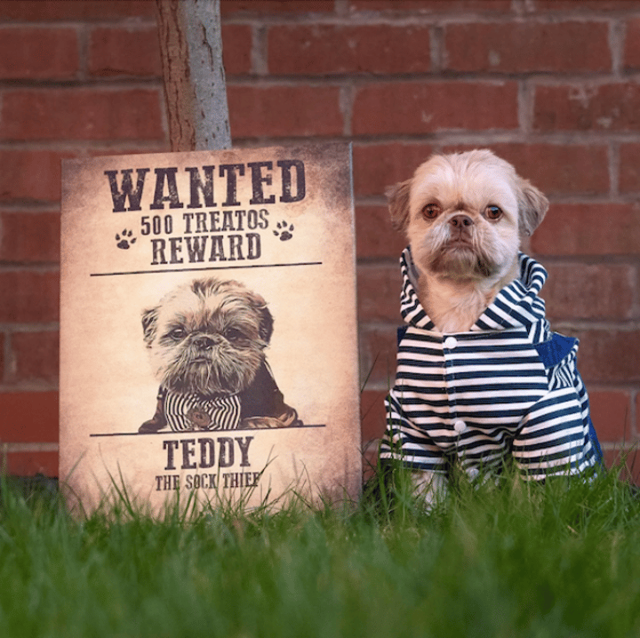 Why Your Guilty Paws Promo Code May Not Apply