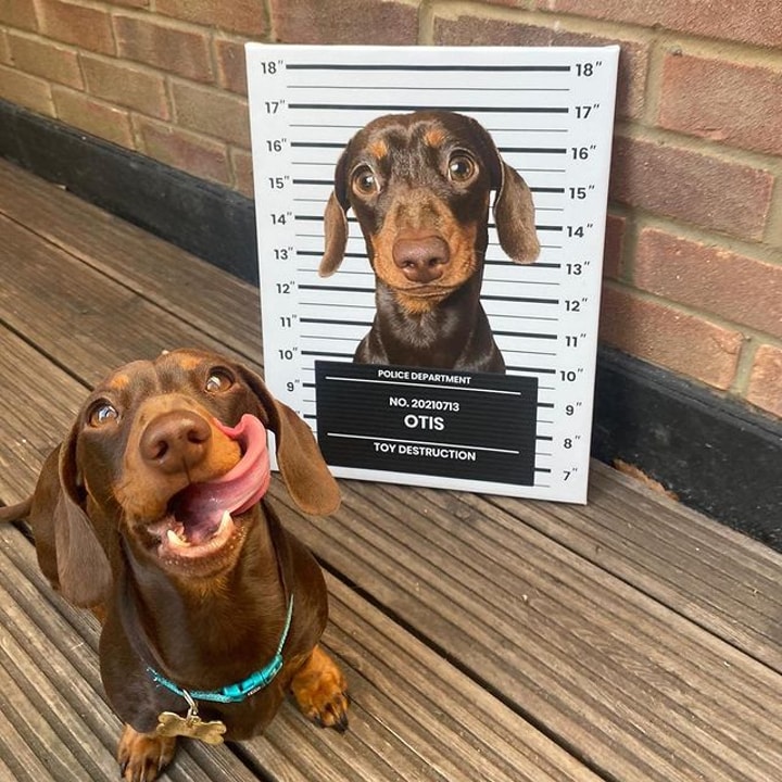 Best Guilty Paws Savings Tip for July