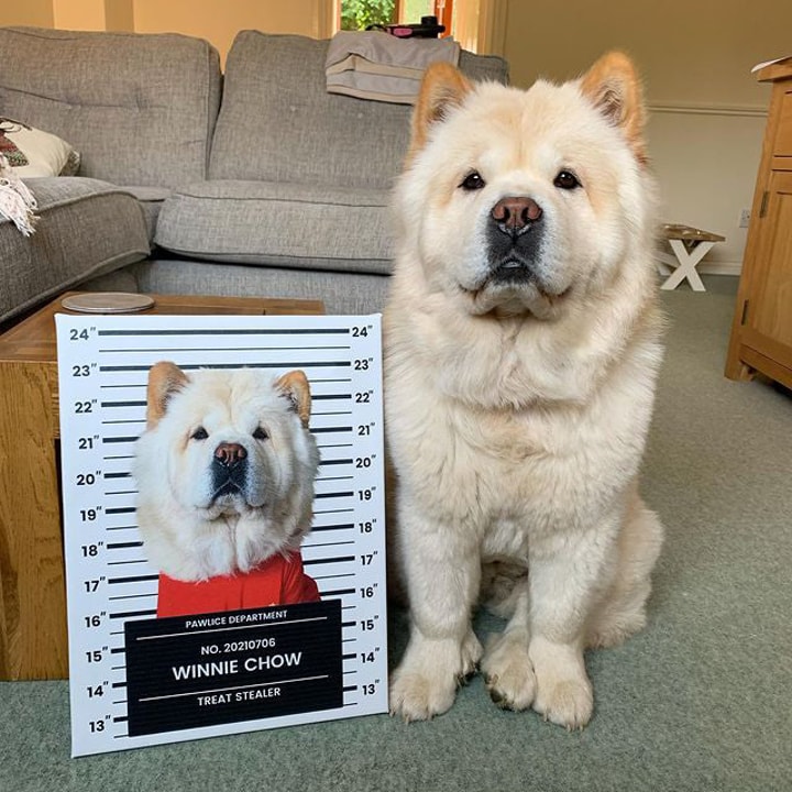 Customer Feedback for Guilty Paws